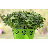 Living Seeds Daikon Radish Sprouting & Microgreen Seeds